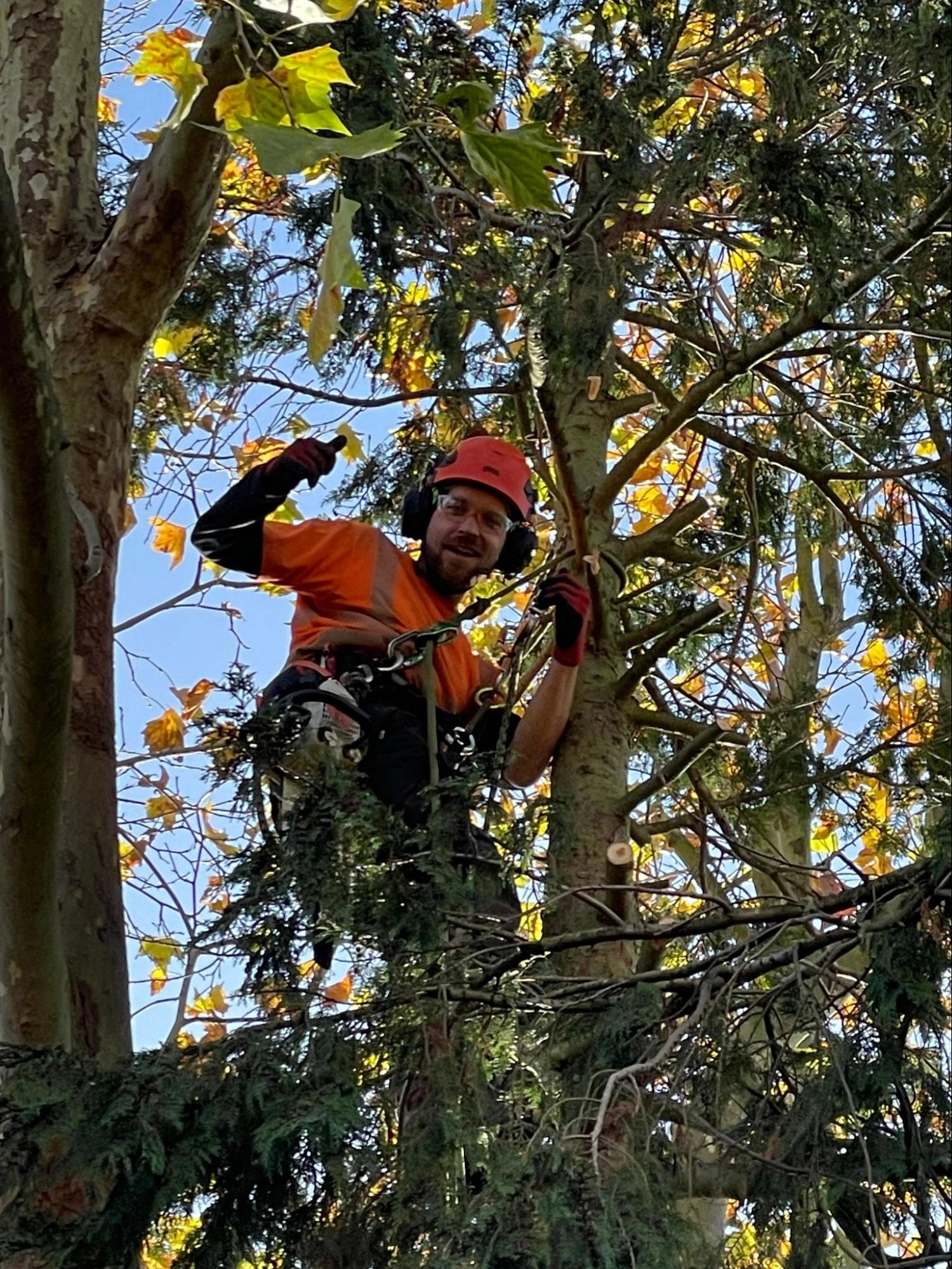 Bishops Stortford Tree Care Experts